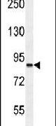 Western blot analysis using a VWA3B polyclonal antibody (Product # PA5-23810) in mouse Neuro-2a cell lysates (35ug per lane).
