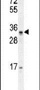 Western blot analysis using a PUSL1 polyclonal antibody (Product # PA5-24048) in A375 cell lysates (35ug per lane).