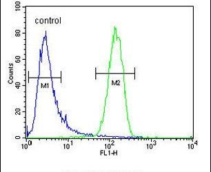 Flow cytometry analysis of K562 cells using a GAGE13 polyclonal antibody (Product # PA5-24068) (right) compared to a negative control cell (left) at a dilution of 1:10-50, followed by a FITC-conjugated goat anti-rabbit antibody