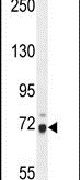Western blot analysis using a WDR76 polyclonal antibody (Product # PA5-24147) in mouse NIH-3T3 cell lysates (35ug per lane).