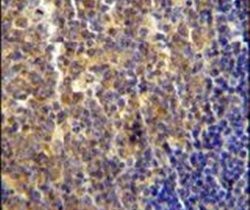 Immunohistochemistry analysis in formalin-fixed, paraffin-embedded human tonsil tissue using a LYRM4 polyclonal antibody (Product ## PA5-24175), followed by HRP-conjugated secondary antibody and DAB staining.