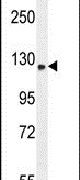 Western blot analysis using a TMCO7 polyclonal antibody (Product # PA5-24500) in K562 cell lysates (35ug per lane).