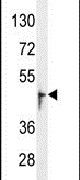 Western blot analysis using an OR13J1 polyclonal antibody (Product # PA5-24537) in 293 cell lysates (35ug per lane).