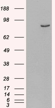 Western blot of HEK293 overexpressing Human PDE4B using PA5-18473, mock transfection as a control in first lane.