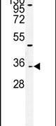 Western blot analysis using a TTPAL polyclonal antibody (Product # PA5-25088) in MCF-7cell lysates (35ug per lane).