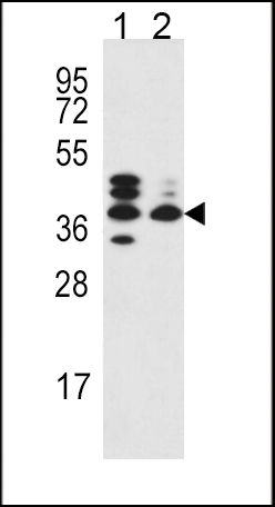 Western blot analysis using a SRD5A3 polyclonal antibody (Product # PA5-25200) in NCI-H292 (lane 1), 293 (lane 2) cell lysates (35ug per lane).