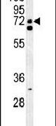 Western blot analysis using a SFRS16 polyclonal antibody (Product # PA5-25270) in HepG2 cell lysates (35ug per lane).