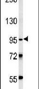 Western blot analysis in MDA-MB435 cell lysates (15ug per lane) using a TRHDE polyclonal antibody (Product # PA5-25545).