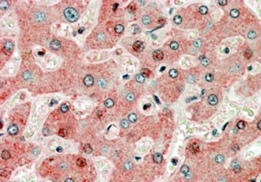 Immunohistochemical staining of paraffin embedded of Human Liver using PA5-18534 at a concentration of 3.8 ug/ml. The tissue was processed by steamed antigen retrieval with citrate buffer pH 6 and stained with AP.