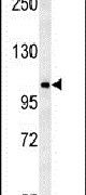 Western blot analysis in mouse cerebellum tissue lysates (15ug per lane) using a NDST2 polyclonal antibody (Product # PA5-25662).