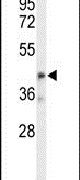 Western blot analysis using an OLFML3 polyclonal antibody (Product # PA5-26446) in mouse NIH-3T3 cell lysates (35ug per lane).