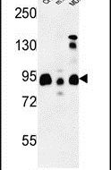 Western blot analysis using a SGIP1 polyclonal antibody (Product # PA5-26562) in CHO, MDA-MB231, mouse NIH-3T3 cell lysates (35ug per lane).