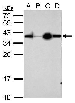 Western blot analysis of Apolipoprotein D using 50µg of A) mouse lung (B) mouse white adipose (C) mouse brown adipose and D) mouse stomach lysate. Samples were loaded onto a 12% SDS-PAGE gel and probed with an Apolipoprotein D polyclonal antibody (Product # PA5-27386) at a dilution of 1:1000.