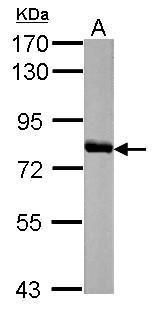 Western blot analysis of HAL using 50µg of mouse liver lysate. Samples were loaded onto a 7.5% SDS-PAGE gel and probed with a HAL polyclonal antibody (Product # PA5-29123) at a dilution of 1:1000.