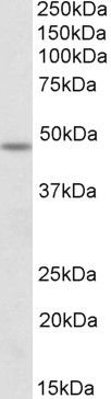 Western Blot staining of Mouse Spinal Cord lysate using PA5-19305 at a concentration of 1.0 ug/ml, the primary antibody incubation was 1 hour and the detection method was chemiluminescence.