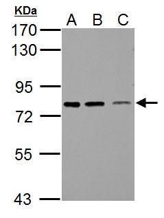 Western blot analysis of SSX2IP using 30µg of A) Neuro2A (B) GL261 and C) C8D30 lysate. Samples were loaded onto a 7.5% SDS-PAGE gel and probed with a SSX2IP polyclonal antibody (Product # PA5-31495) at a dilution of 1:1000.