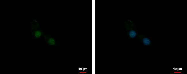 Immunofluorescent analysis of U1SNRNPBP showing staining in the nucleus of U87-MG cells. U87-MG cells were fixed in 4% paraformaldehyde at RT for 15 min and stained using a U1SNRNPBP polyclonal antibody (Product # PA5-31496) diluted at 1:500. Blue: Hoechst 33342 staining.
