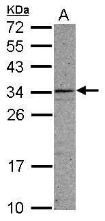 Western blot analysis of CCDC107 using 30µg of A549 lysate. Samples were loaded onto a 12% SDS-PAGE gel and probed with a CCDC107 polyclonal antibody (Product # PA5-31600) at a dilution of 1:1000.