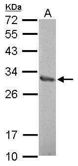 Western blot analysis of ZNF414 using 30µg of A549 lysate. Samples were loaded onto a 12% SDS-PAGE gel and probed with a ZNF414 polyclonal antibody (Product # PA5-31681) at a dilution of 1:1000.