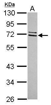 Western blot analysis of CCDC67 using 30µg of HeLa lysate. Samples were loaded onto a 10% SDS-PAGE gel and probed with a CCDC67 polyclonal antibody (Product # PA5-31690) at a dilution of 1:3000.