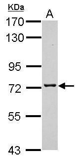 Western blot analysis of TMCO3 using 30µg of A431 lysate. Samples were loaded onto a 7.5% SDS-PAGE gel and probed with a TMCO3 polyclonal antibody (Product # PA5-31741) at a dilution of 1:10,000.