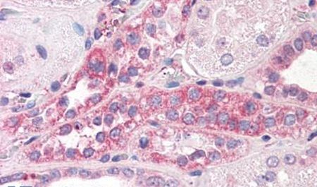 Immunohistochemical analysis of formalin-fixed paraffin-embedded human kidney using a C14orf1 polyclonal antibody (Product # PA5-32681). Heat-induced antigen retrieval was performed prior to staining.