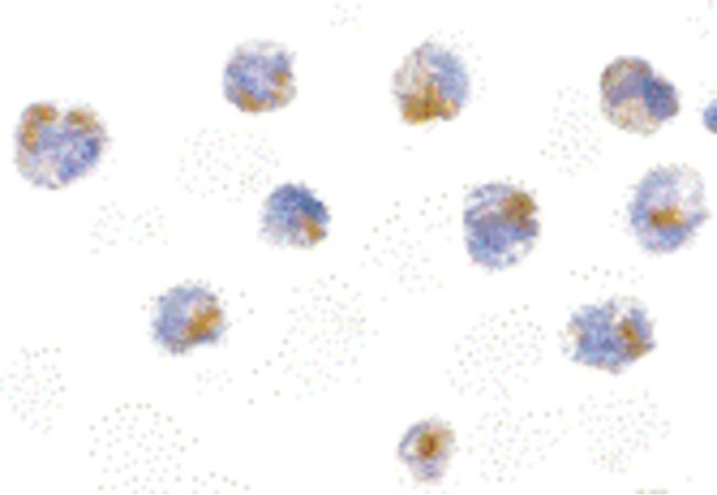 Immunocytochemistry staining of 3T3 cells using a FLIP polyclonal antibody (Product # PA5-19881) at a 5 ug/mL dilution.