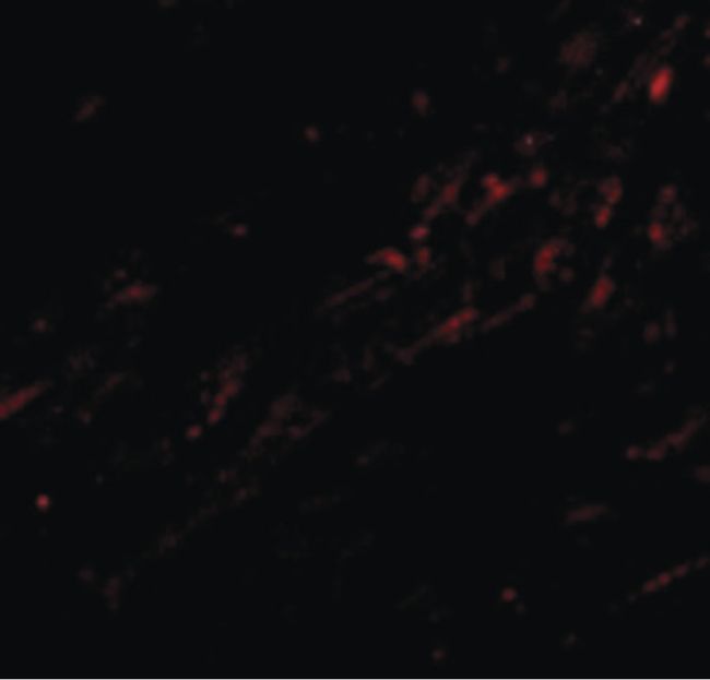 Immunofluorescent analysis of mouse heart cells using a CIDE-A polyclonal antibody (Product # PA5-19908) at a 20 ug/mL dilution.