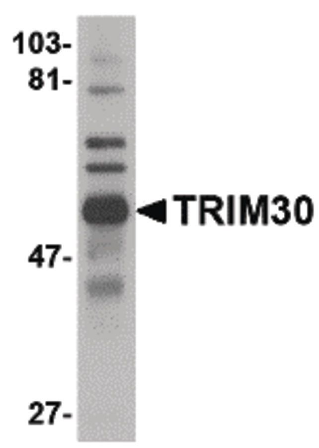 Western blot analysis of mouse spleen tissue lysate using a TRIM30 polyclonal antibody (Product # PA5-20590) at 1 ug/mL.