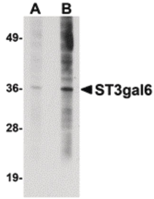 Western blot analysis of HeLa cell lysate using a ST3gal6 polyclonal antibody (Product # PA5-20748) at (A) 1 and (B) 2 ug/mL.