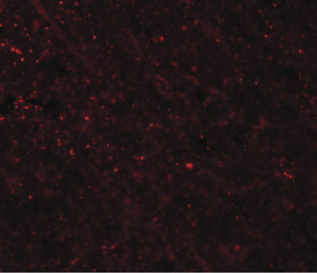 Immunofluorescent analysis of rat brain tissue using a FRMPD3 polyclonal antibody (Product # PA5-20840) at a 20 ug/mL dilution.