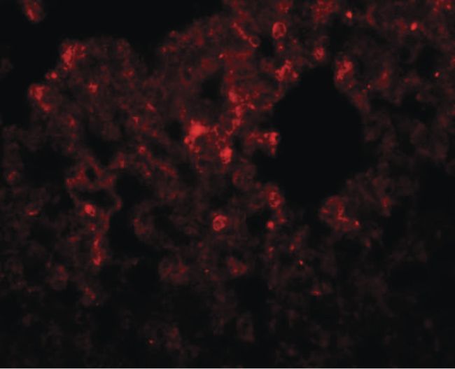 Immunofluorescent analysis of rat lung tissue using a RHBDD3 polyclonal antibody (Product # PA5-20862) at a 20 ug/mL dilution.