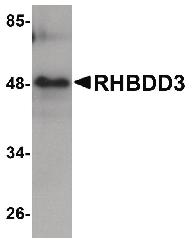 Western blot analysis of rat lung tissue lysate using a RHBDD3 polyclonal antibody (Product # PA5-20862) at 1 ug/mL.