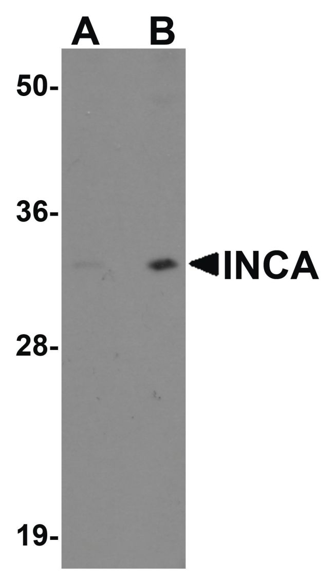 Western blot analysis of EL4 cell lysate using a FAM212A polyclonal antibody (Product # PA5-20863) at (A) 1 and (B) 2 ug/mL.