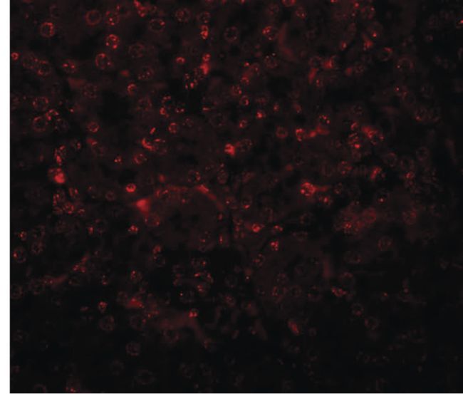 Immunofluorescent analysis of mouse kidney tissue using a SLFN14 polyclonal antibody (Product # PA5-20868) at a 20 ug/mL dilution.