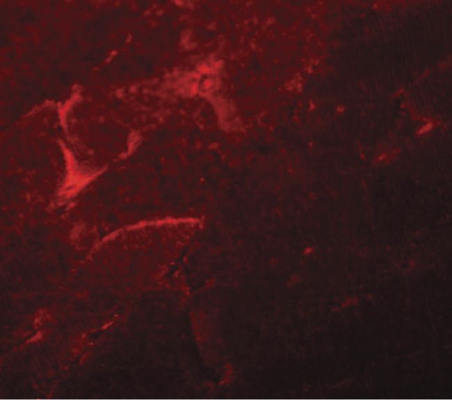 Immunofluorescent analysis of mouse skeletal muscle tissue using a ADAMTSL5 polyclonal antibody (Product # PA5-20934) at a 20 ug/mL dilution.