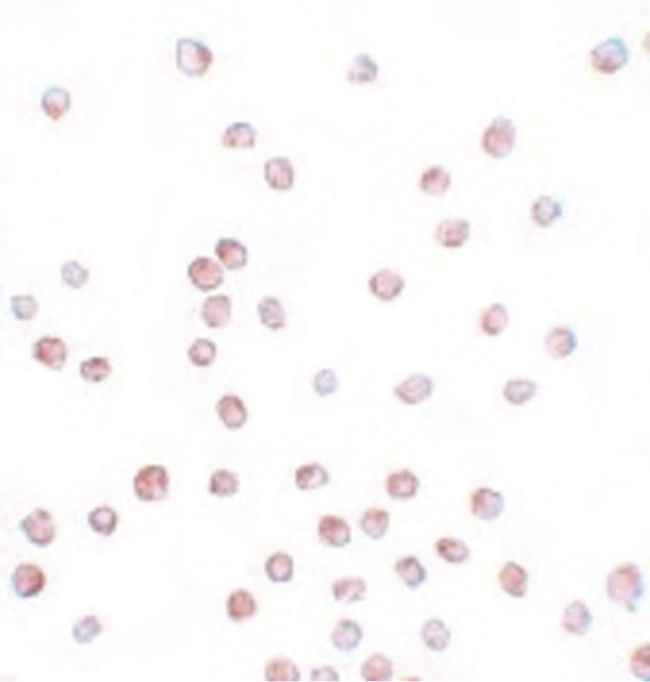 Immunocytochemistry staining of Daudi cells using a SCUBE1 polyclonal antibody (Product # PA5-20990) at a 20 ug/mL dilution.