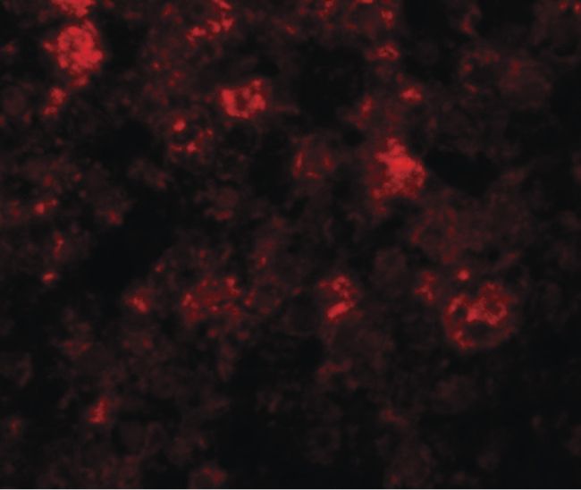 Immunofluorescent analysis of mouse liver tissue using a ZIP12 polyclonal antibody (Product # PA5-21075) at a 20 ug/mL dilution.