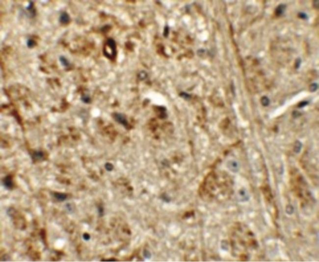 Immunohistochemical staining of mouse brain tissue using a ORMDL1 polyclonal antibody (Product # PA5-21146) at a 5 ug/mL dilution.