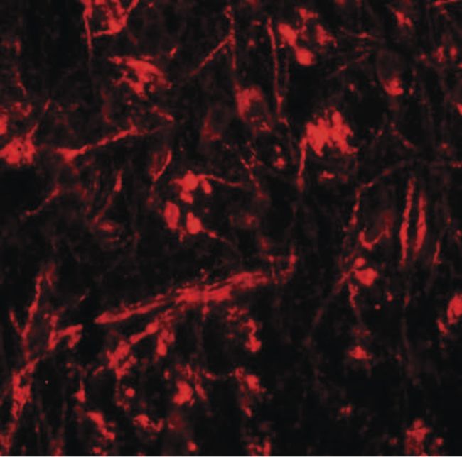 Immunofluorescent analysis of mouse brain tissue using a ORMDL1 polyclonal antibody (Product # PA5-21146) at a 20 ug/mL dilution.