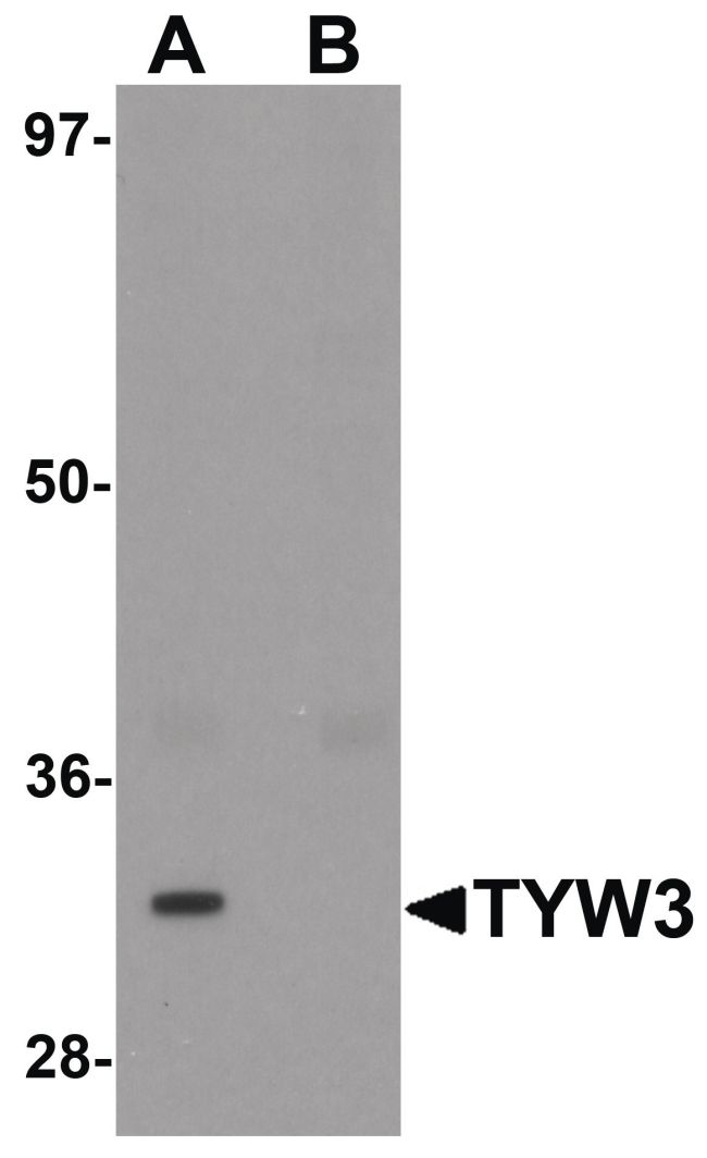 Western blot analysis of A549 cell lysate using a TYW3 polyclonal antibody (Product # PA5-21154) at 1 ug/mL in either (A) the presence and (B) the absence of blocking peptide.