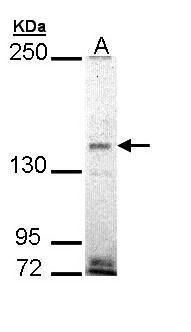 Western blot analysis of EHBP1 using 30µg of H1299 lysate. Samples were loaded onto a 5% SDS-PAGE gel and probed with an EHBP1 polyclonal antibody (Product # PA5-22088) at a dilution of 1:1000.