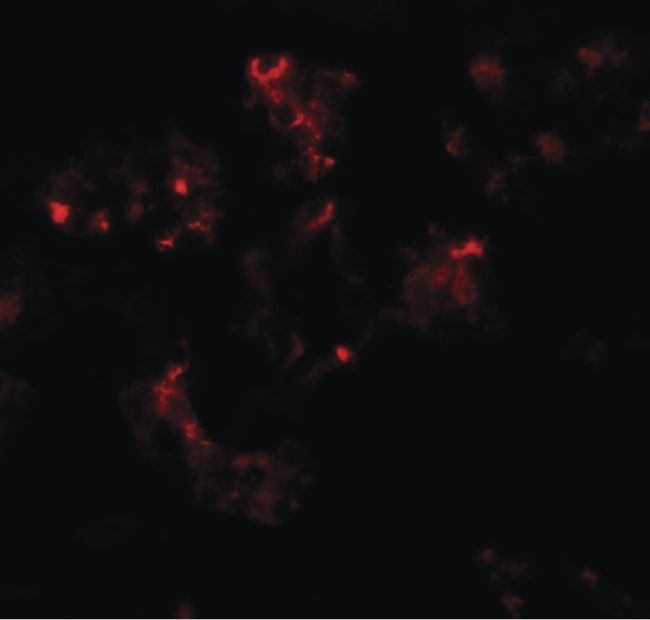 Immunofluorescent analysis of human kidney tissue using a TTYH2 polyclonal antibody (Product # PA5-34395) at a 20 ug/mL dilution.