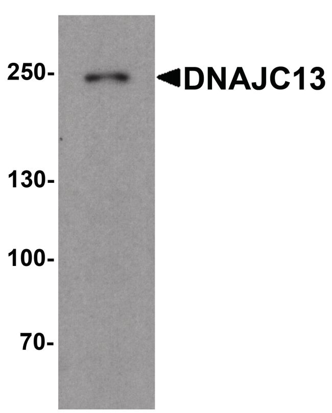 Western blot analysis of DNAJC13 in human heart tissue lysate using a DNAJC13 polyclonal antibody (Product # PA5-38026) at a dilution of 1ug/ml.