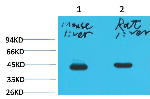 Western blot analysis of HAO1/GOX in mouse liver tissue (lane 1) and rat liver tissue (lane 2) using a HAO1/GOX monoclonal antibody (Product # MA5-18326) at a dilution of 1:2000.