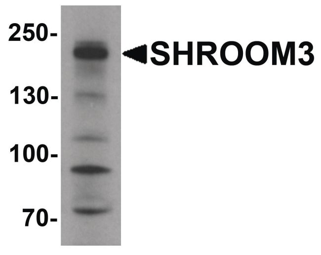 Western blot analysis of SK-N-SH cell lysate using a SHROOM3 polyclonal antibody (Product # PA5-34482) at 1 ug/mL.