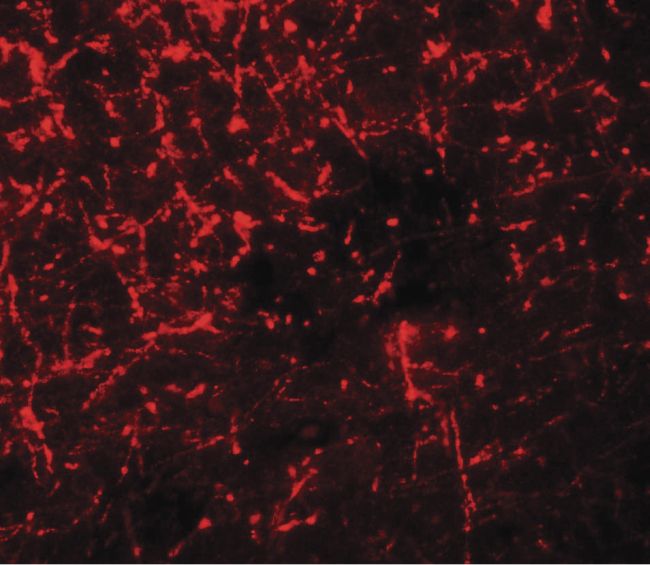 Immunofluorescent analysis of mouse brain tissue using a SHISA4 polyclonal antibody (Product # PA5-34528) at a 20 ug/ml dilution.