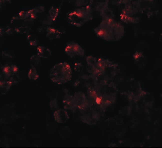 Immunofluorescent analysis of 3T3 cells using a MTERFD1 polyclonal antibody (Product # PA5-34530) at a 20 ug/mL dilution.