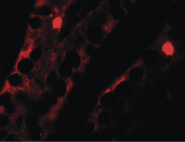 Immunofluorescent analysis of human small intestine tissue using a MTERFD2 polyclonal antibody (Product # PA5-34531) at a 20 ug/ml dilution.