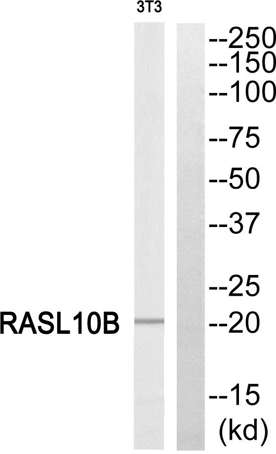 Western blot analysis of RSLAB in extracts from NIH-3T3 cells using a RSLAB polyclonal antibody (Product # PA5-39398).